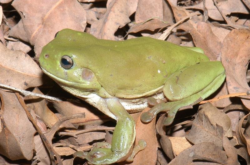 Australian_Green_Tree_Frog__Litoria_caerulea__013.jpg