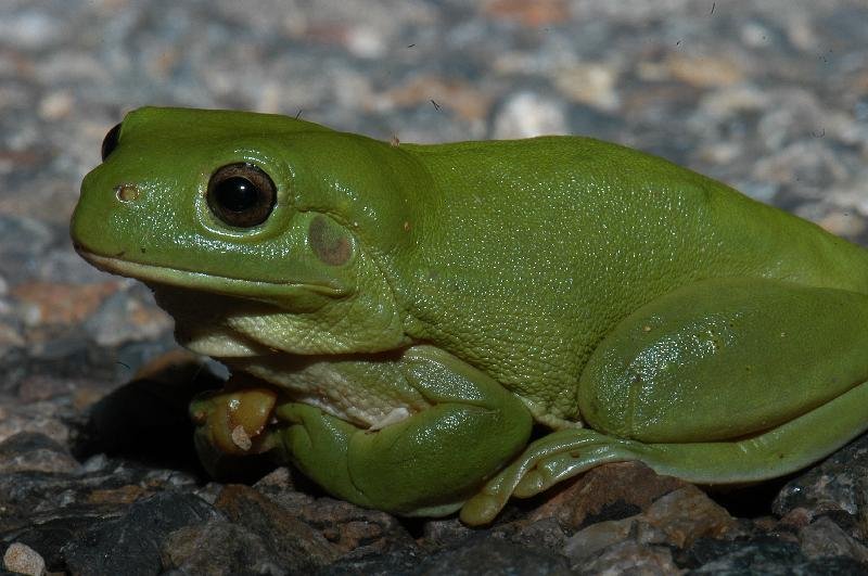 Australian_Green_Tree_Frog__Litoria_caerulea__015.jpg