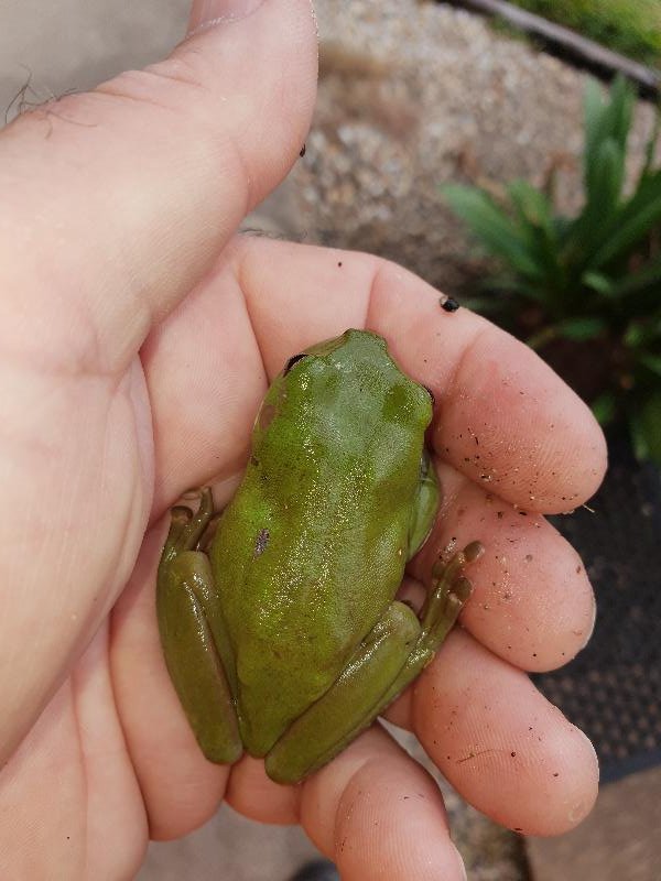 Australian_Green_Tree_Frog__Litoria_caerulea__017.jpg