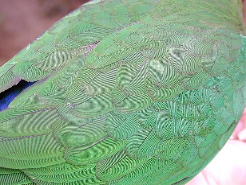 Australian_King-Parrot__Alisterus_scapularis__001.jpg