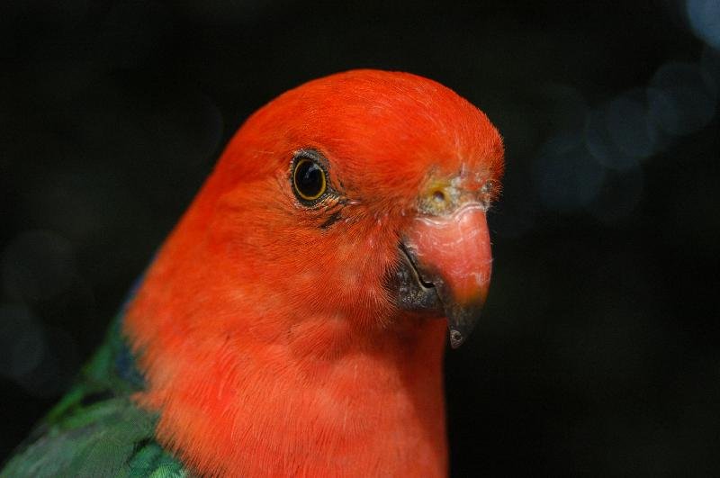 Australian_King-Parrot__Alisterus_scapularis__013.jpg