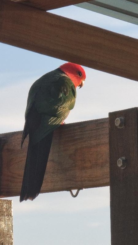 Australian_King-Parrot__Alisterus_scapularis__019.jpg