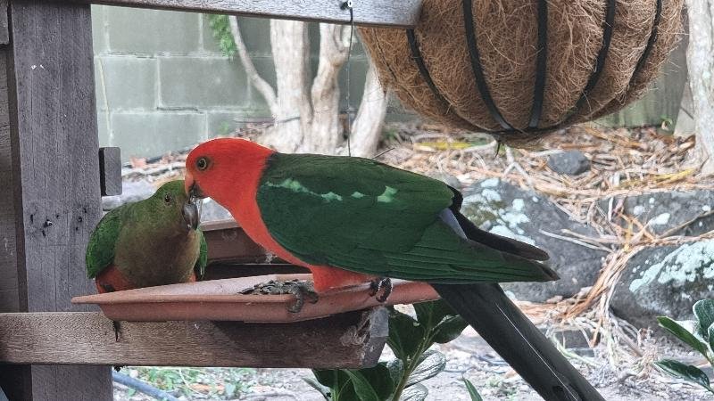 Australian_King-Parrot__Alisterus_scapularis__021.jpg