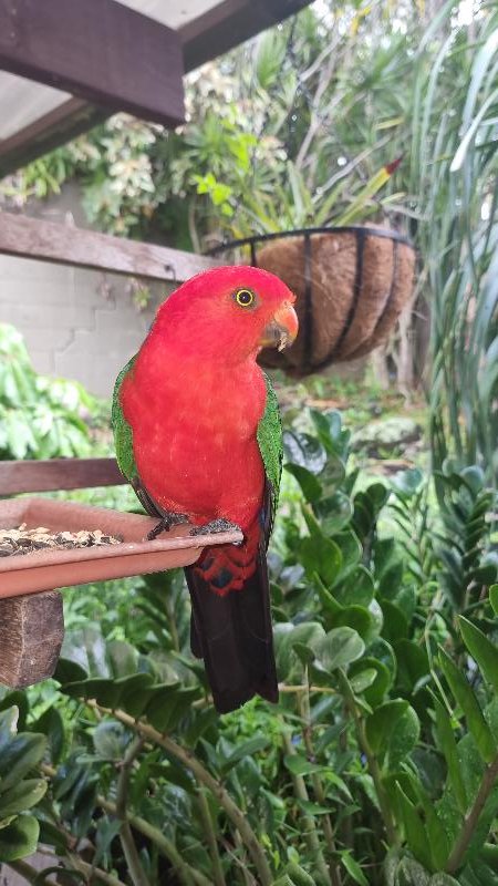 Australian_King-Parrot__Alisterus_scapularis__022.jpg