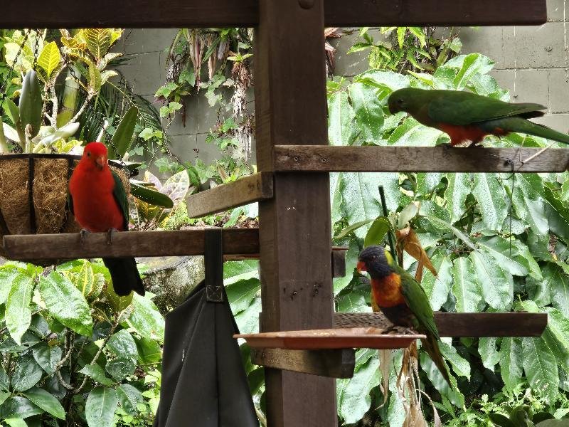 Australian_King-Parrot__Alisterus_scapularis__023.jpg