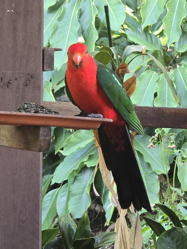 Australian_King-Parrot__Alisterus_scapularis__024.jpg