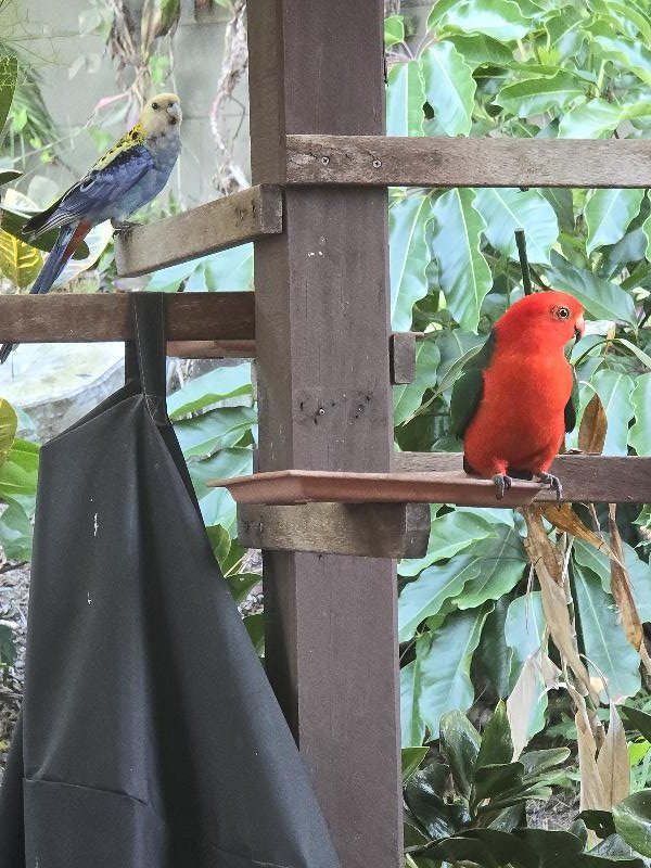 Australian_King-Parrot__Alisterus_scapularis__025.jpg