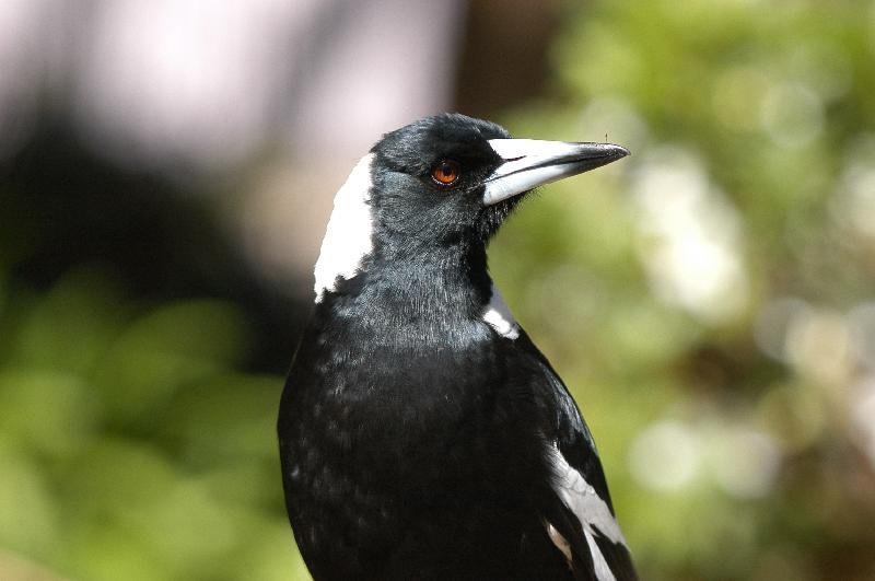 Australian_Magpie__Cracticus_tibicen__003.jpg