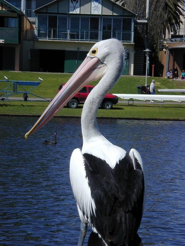 Australian_Pelican__Pelecanus_conspicillatus__003.jpg