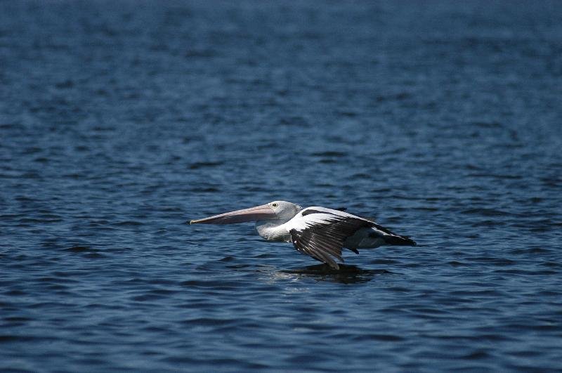 Australian_Pelican__Pelecanus_conspicillatus__006.jpg