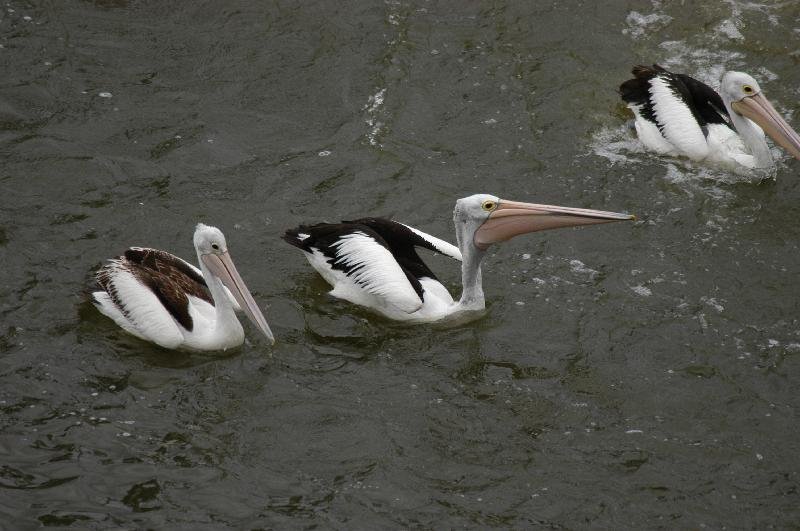 Australian_Pelican__Pelecanus_conspicillatus__008.jpg