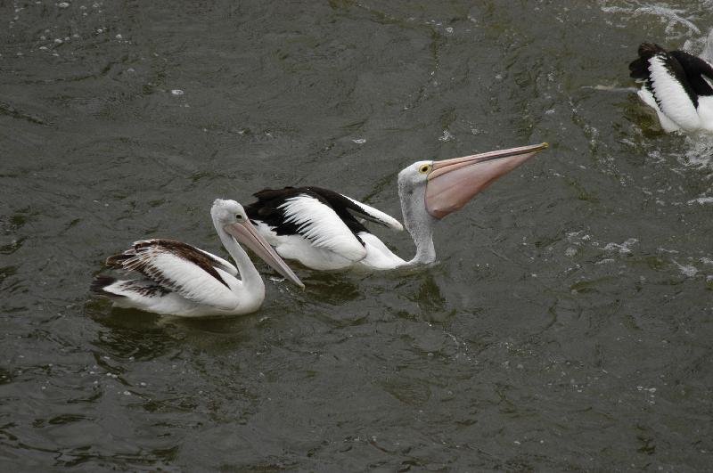 Australian_Pelican__Pelecanus_conspicillatus__010.jpg