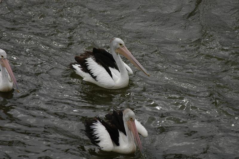 Australian_Pelican__Pelecanus_conspicillatus__011.jpg