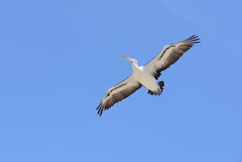 Australian_Pelican__Pelecanus_conspicillatus__016.jpg