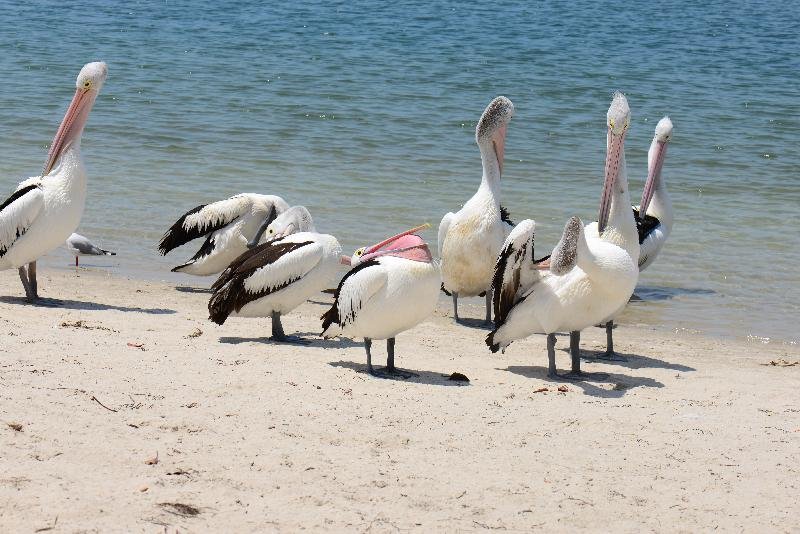 Australian_Pelican__Pelecanus_conspicillatus__017.jpg