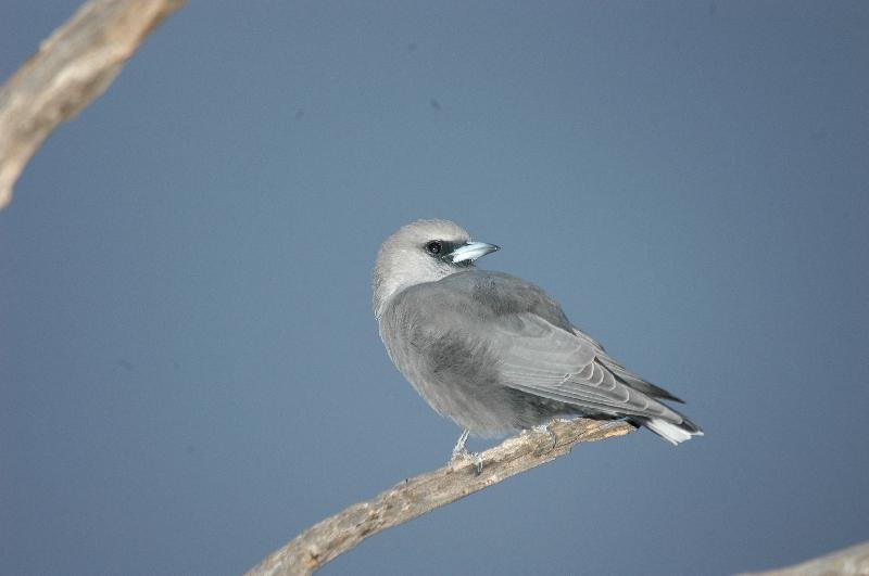 Black-faced_Woodswallow__Artamus_cinereus__002.jpg