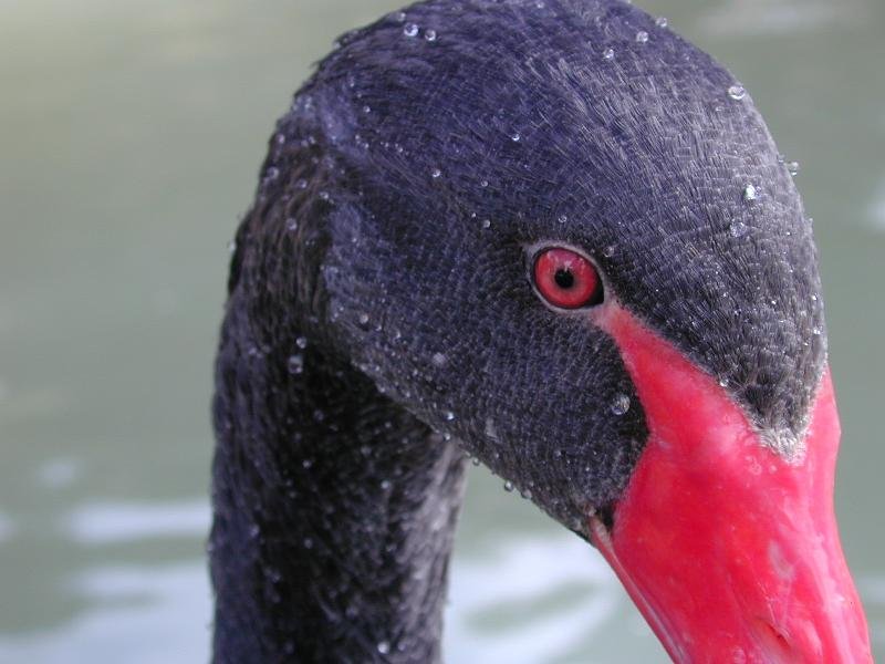 Black_Swan__Cygnus_atratus__002.jpg