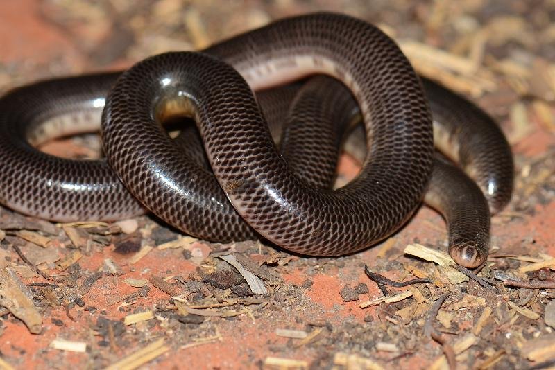 Blackish_Blind_Snake__Ramphotyphlops_nigrescens__002.jpg