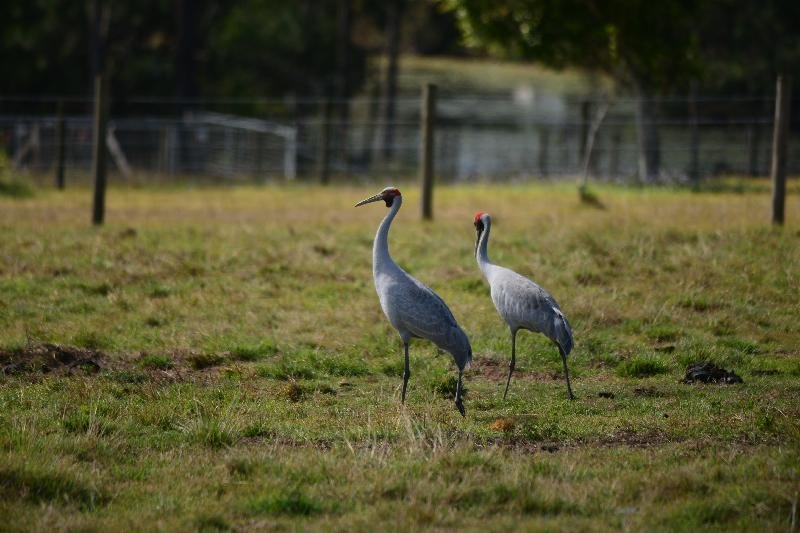 Brolga__Grus_rubicunda__001.jpg