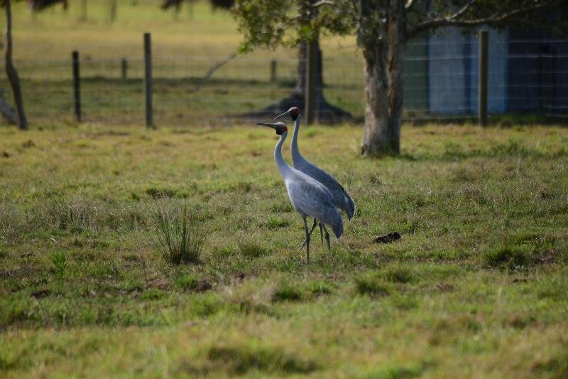 Brolga__Grus_rubicunda__005.jpg