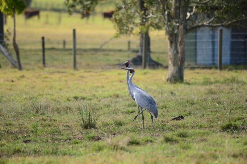 Brolga__Grus_rubicunda__006.jpg