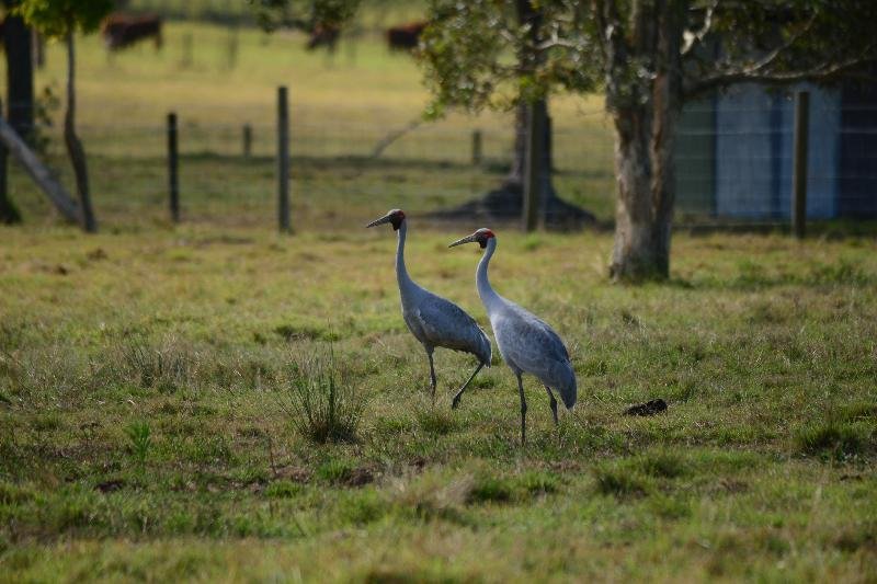 Brolga__Grus_rubicunda__007.jpg