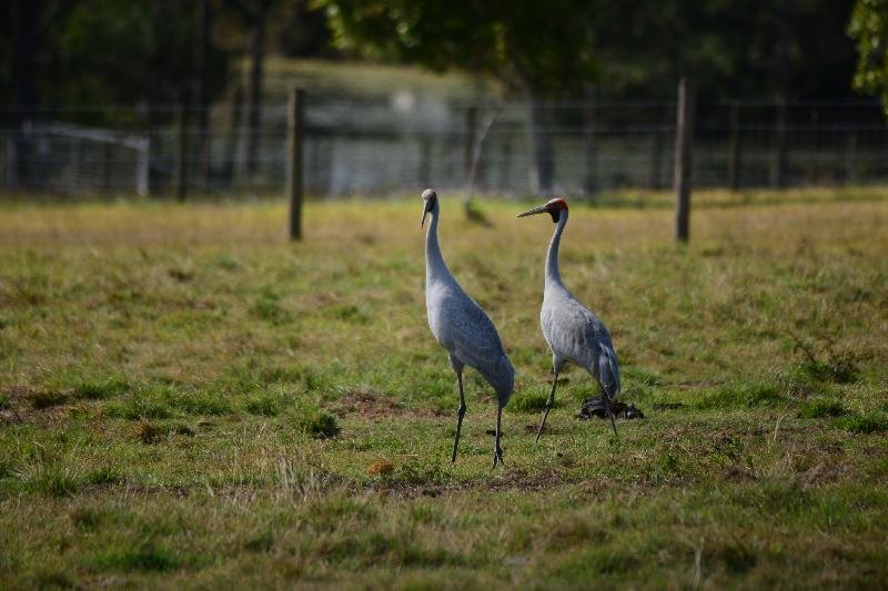 Brolga__Grus_rubicunda__010.jpg