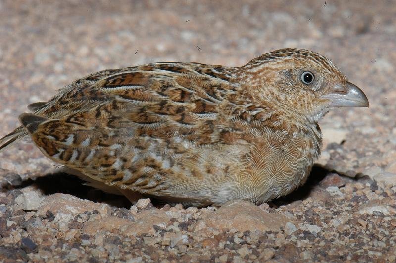 Brown_Quail__Coturnix_ypsilophora__001.jpg