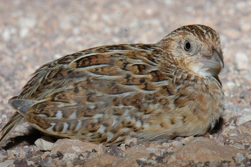 Brown_Quail__Coturnix_ypsilophora__003.jpg