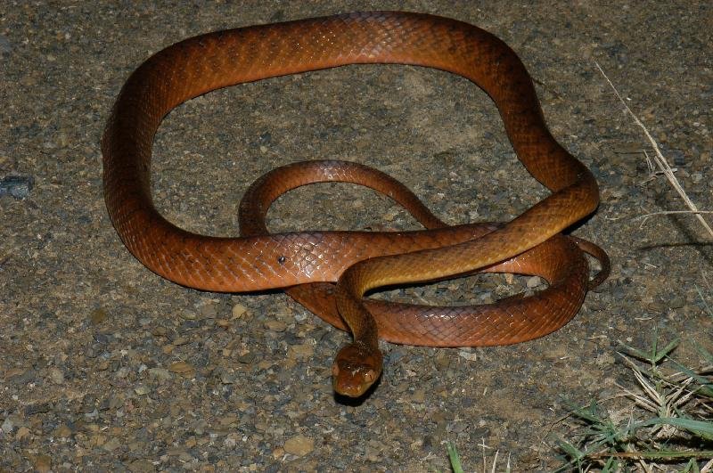 Brown_Tree_Snake__Boiga_irregularis__003.jpg