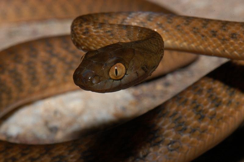 Brown_Tree_Snake__Boiga_irregularis__005.jpg