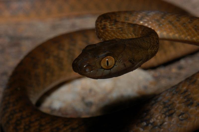 Brown_Tree_Snake__Boiga_irregularis__006.jpg