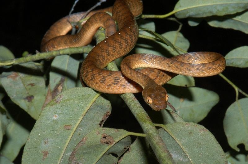 Brown_Tree_Snake__Boiga_irregularis__008.jpg