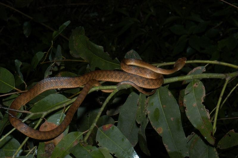 Brown_Tree_Snake__Boiga_irregularis__010.jpg