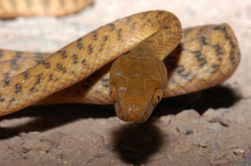 Brown_Tree_Snake__Boiga_irregularis__012.jpg