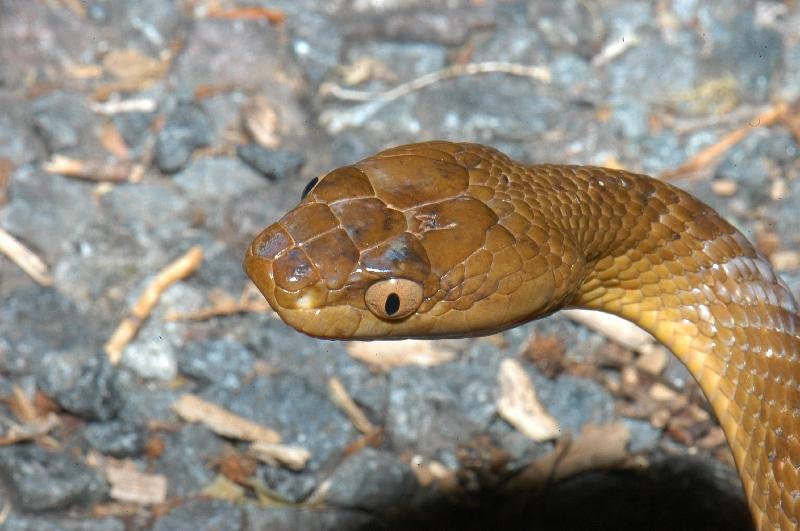 Brown_Tree_Snake__Boiga_irregularis__013.jpg