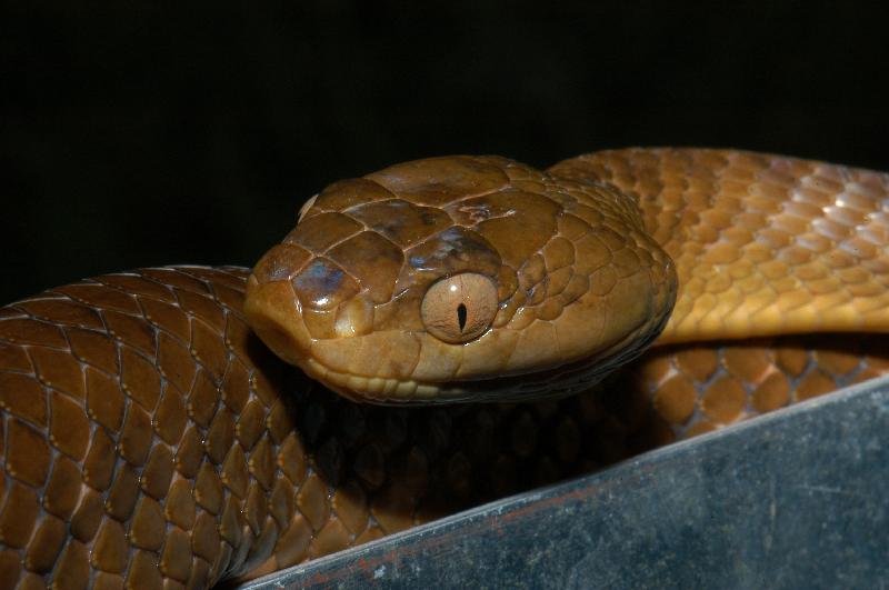 Brown_Tree_Snake__Boiga_irregularis__021.jpg