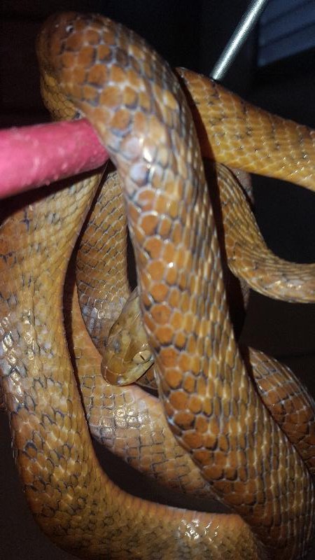 Brown_Tree_Snake__Boiga_irregularis__042.jpg