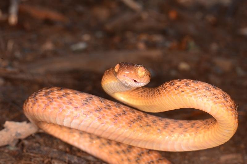 Brown_Tree_Snake__Boiga_irregularis__052.jpg