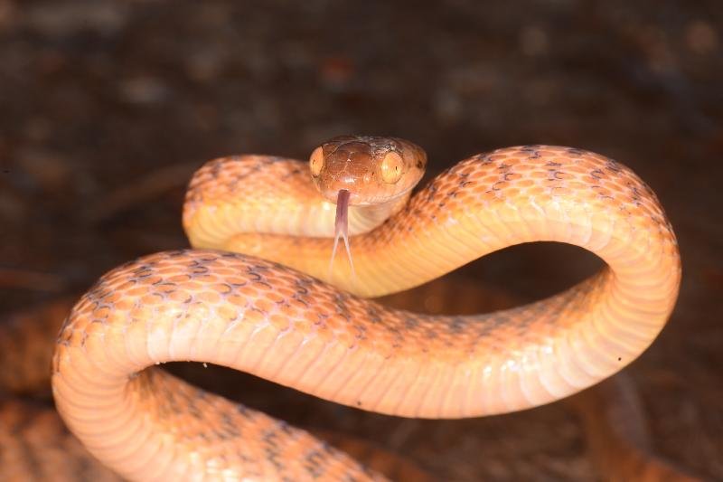 Brown_Tree_Snake__Boiga_irregularis__054.jpg