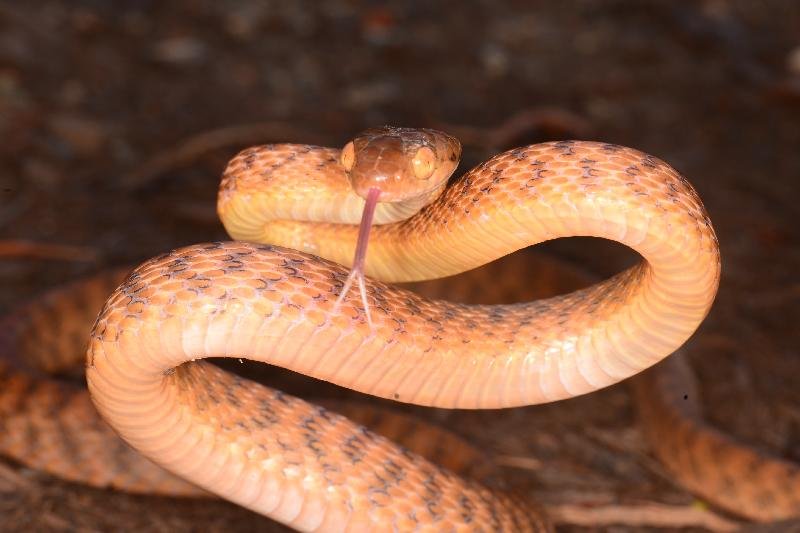 Brown_Tree_Snake__Boiga_irregularis__055.jpg