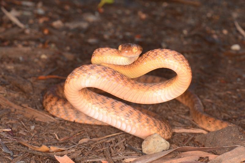 Brown_Tree_Snake__Boiga_irregularis__056.jpg