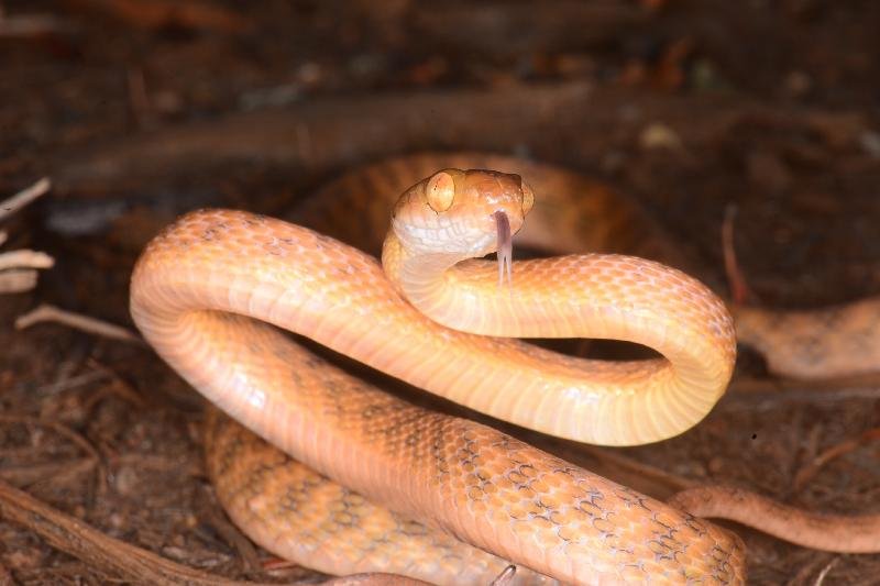 Brown_Tree_Snake__Boiga_irregularis__057.jpg