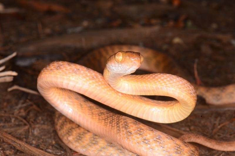 Brown_Tree_Snake__Boiga_irregularis__058.jpg