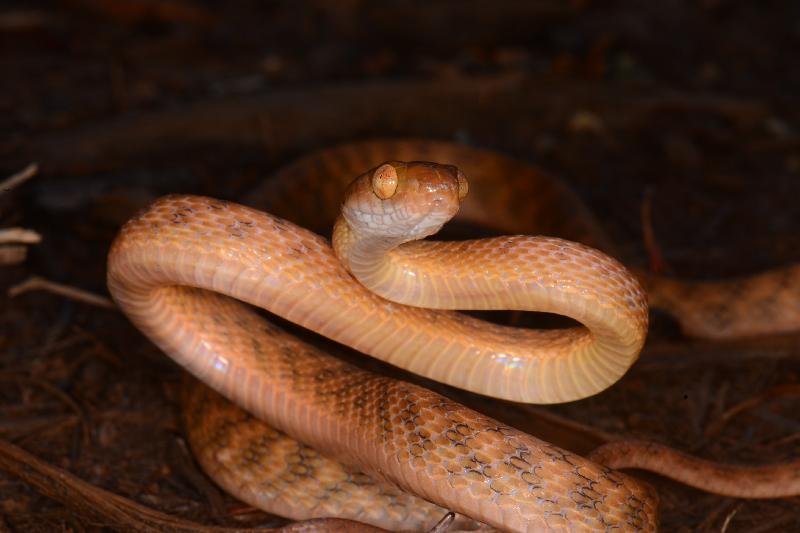 Brown_Tree_Snake__Boiga_irregularis__060.jpg