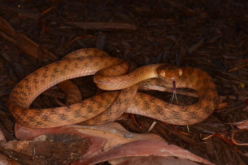 Brown_Tree_Snake__Boiga_irregularis__061.jpg