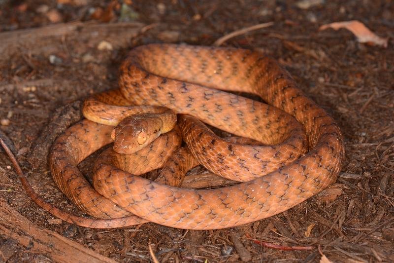 Brown_Tree_Snake__Boiga_irregularis__063.jpg