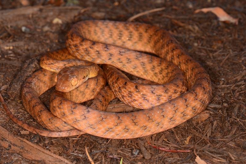 Brown_Tree_Snake__Boiga_irregularis__064.jpg