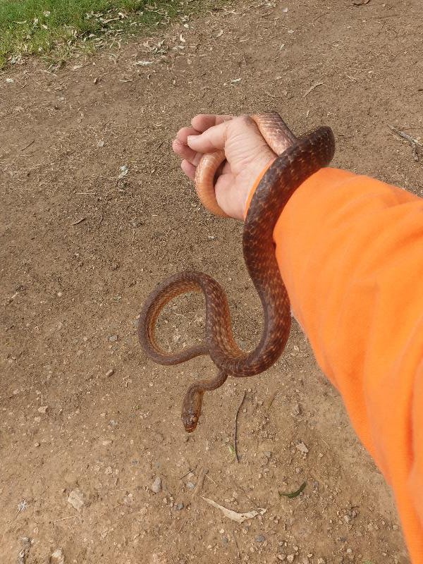 Brown_Tree_Snake__Boiga_irregularis__071.jpg