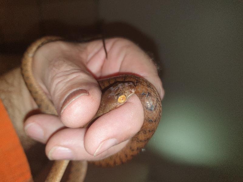 Brown_Tree_Snake__Boiga_irregularis__077.jpg